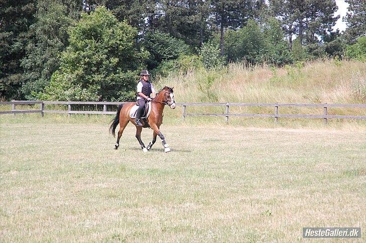 Welsh Pony (sec B) Rakt`s Britney solgt billede 20