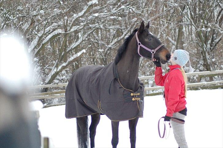 Dansk Varmblod Ajour <3 *Passer :D billede 6