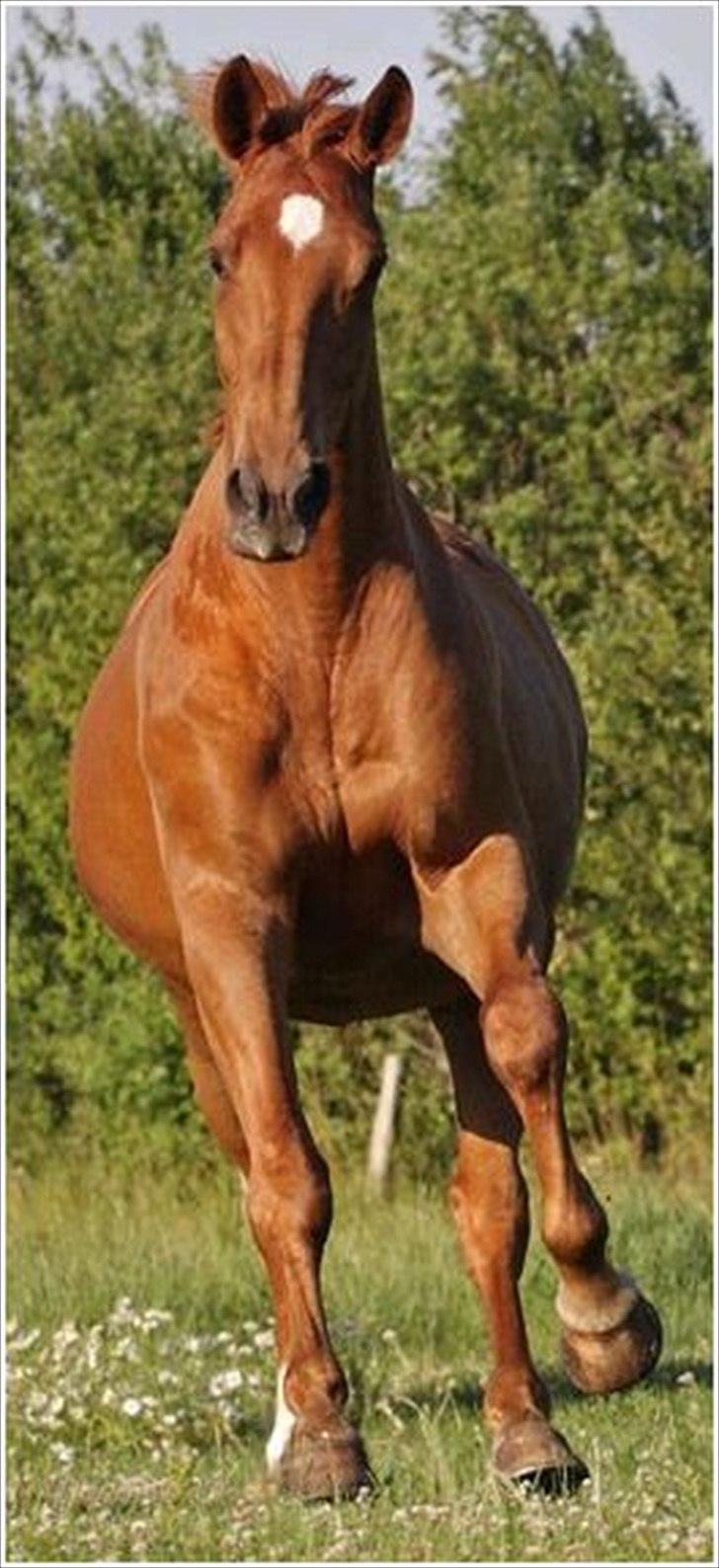 Dansk Varmblod Fredbo´s Khan billede 6