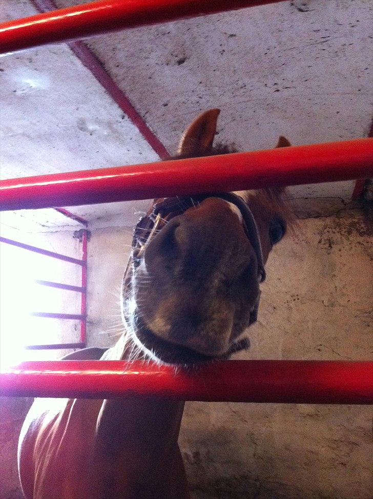 Anden særlig race Bakkegaardens Bailey<3 A-pony - ''Moar!! Jeg vil ha' en gulerod!'' billede 6