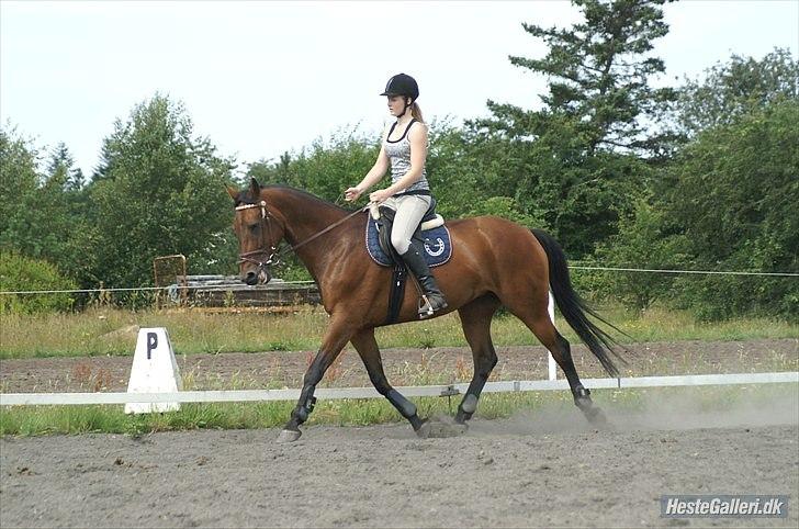 Hollandsk Varmblod Primeur billede 11