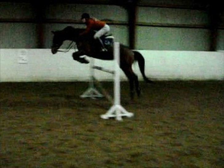 Hollandsk Varmblod Primeur - 120 cm lodret <3 rekorden er 130 trippelbar (Y) hun var virkelig fin den dag <3 <3<3 billede 13