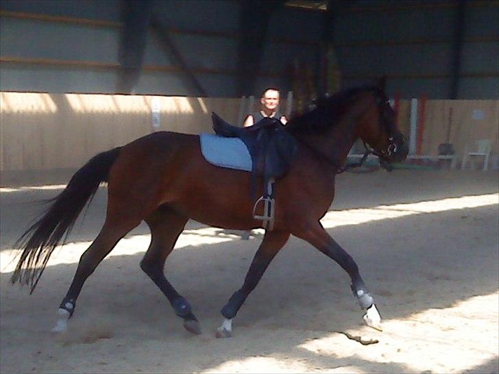 Hollandsk Sportspony Lady Prudence - første gang med sadel ! billede 20