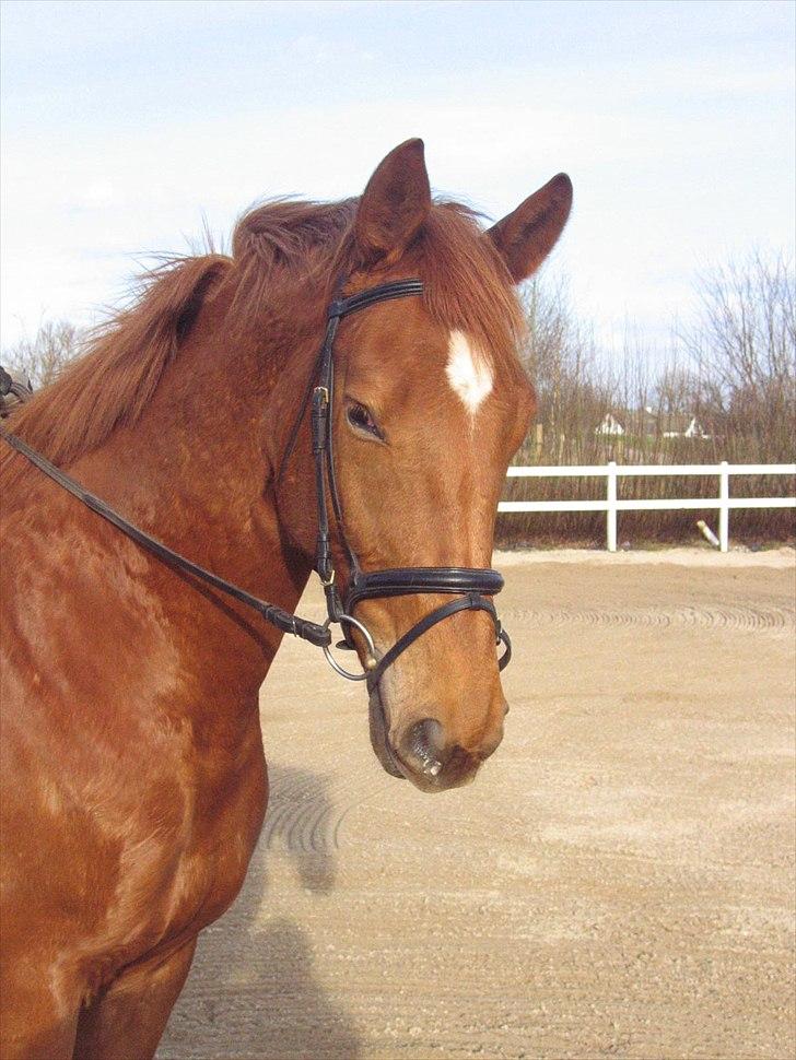 Dansk Varmblod Fredbo´s Khan billede 7