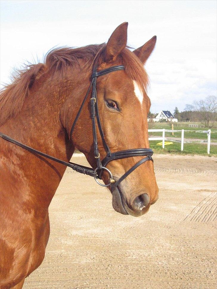 Dansk Varmblod Fredbo´s Khan billede 8