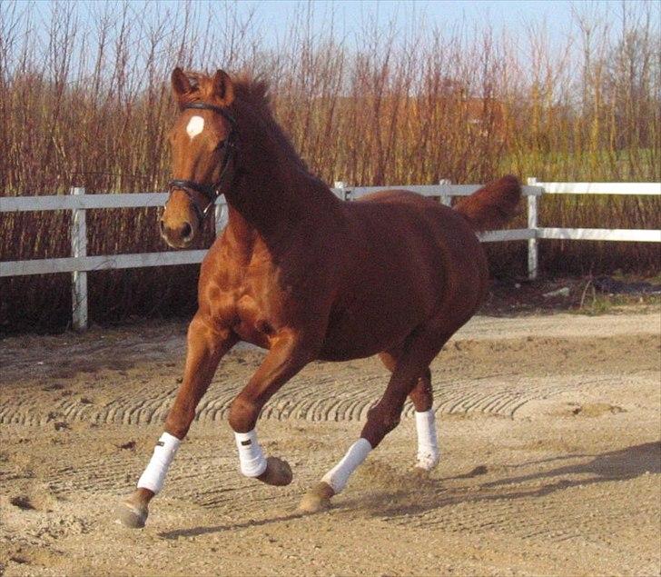 Dansk Varmblod Fredbo´s Khan billede 9
