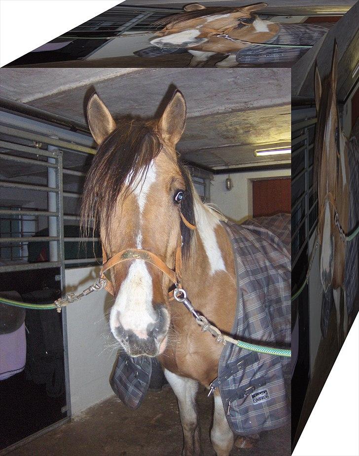 Irish Cob Crossbreed Bambie blue - et billede af bambie som jeg har redigeret lidt på ;D hehe billede 9