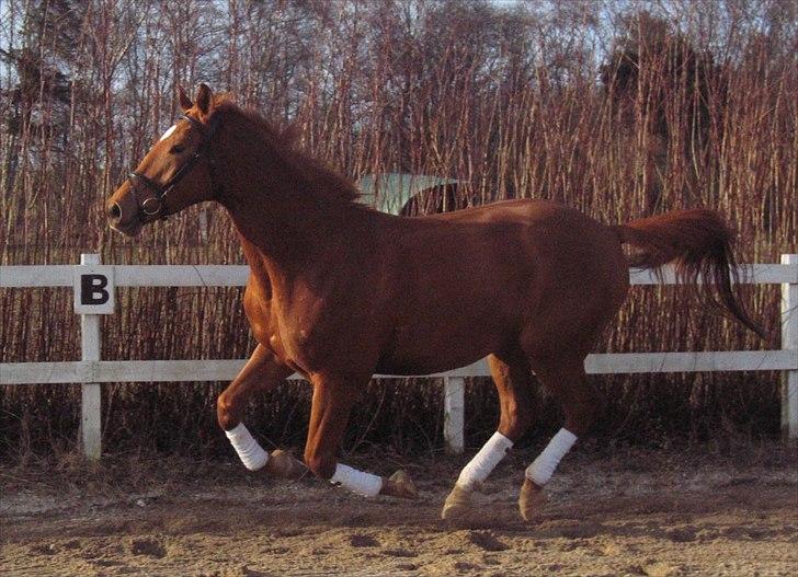 Dansk Varmblod Fredbo´s Khan billede 10