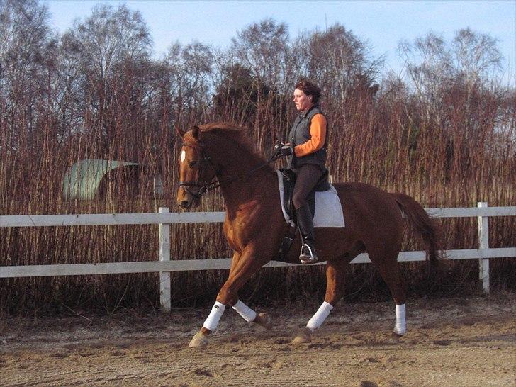 Dansk Varmblod Fredbo´s Khan billede 11