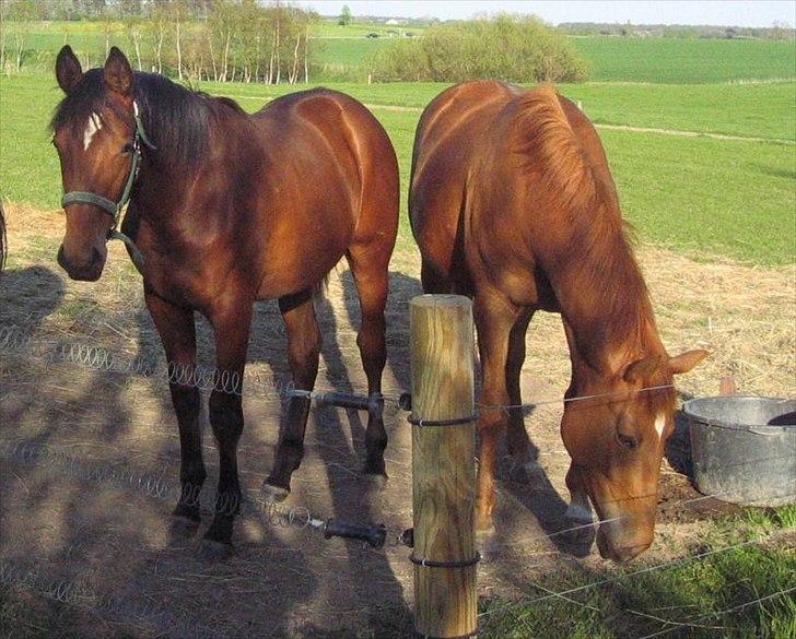 Dansk Varmblod Fredbo´s Khan billede 12