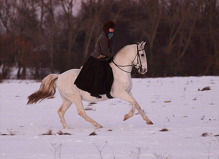 Lipizzaner Conversano Aranka  billede 16