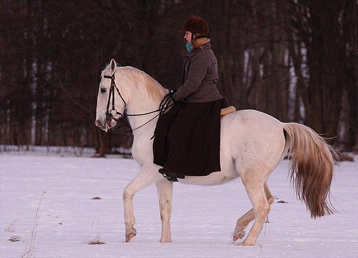 Lipizzaner Conversano Aranka  billede 18