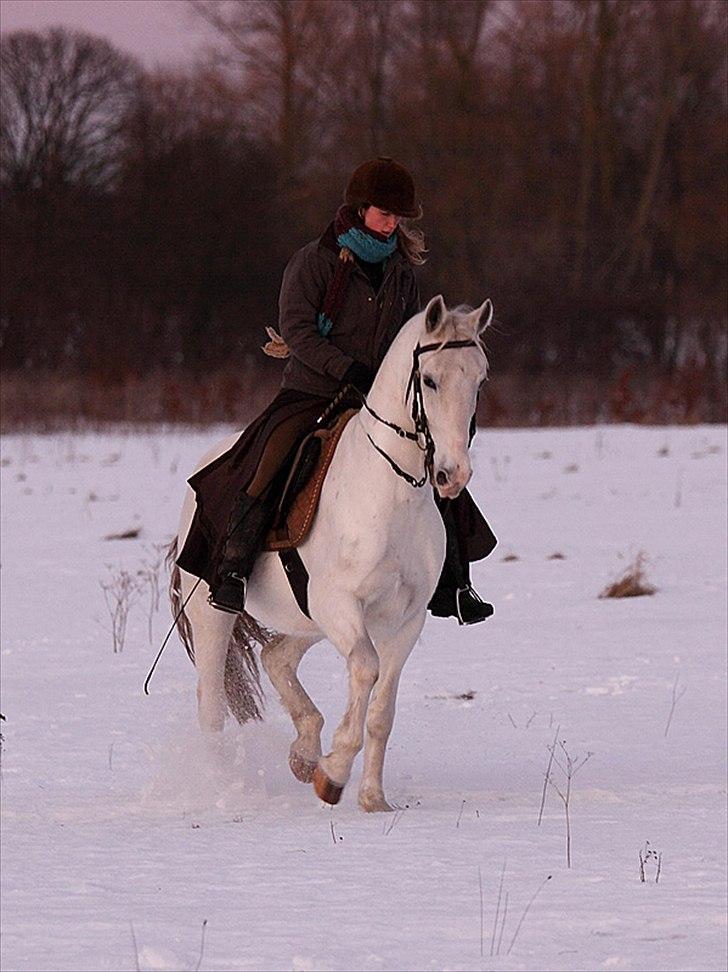 Lipizzaner Conversano Aranka  billede 19