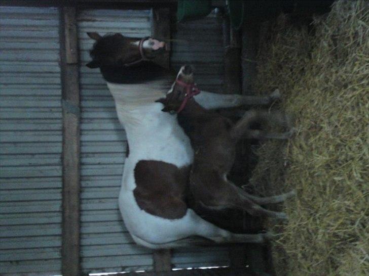 Anden særlig race Pretty<'3 - SOLGT billede 9