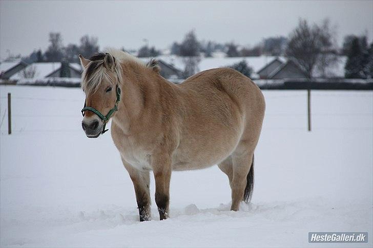 Fjordhest Indianna - Velkommen til Indi´s profil. Skriv gerne en hilsen inden I smutter :D  (lånt af Bine J) billede 1