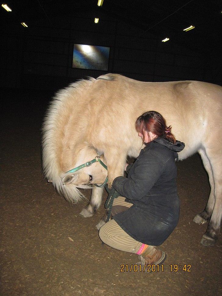 Fjordhest Indianna - Lærer Indi at bukke/neje (første stadie) billede 2