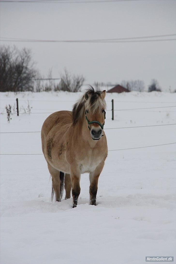 Fjordhest Indianna - Lånt af Bine J billede 3