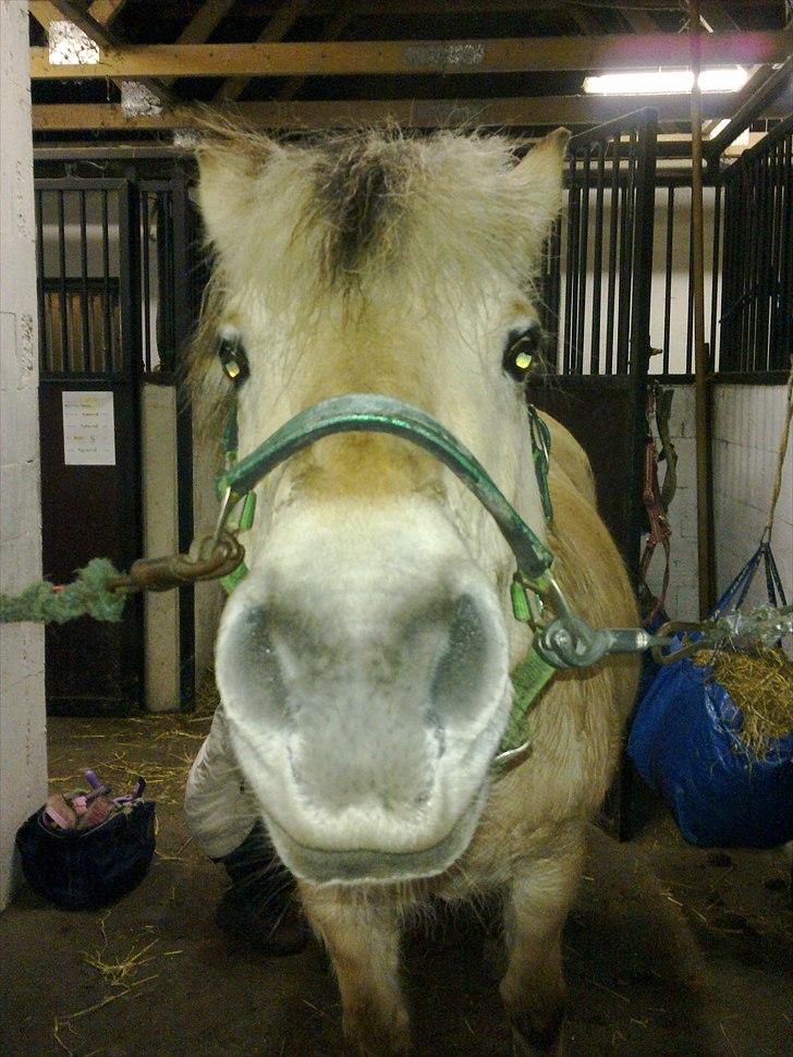 Fjordhest Indianna billede 4