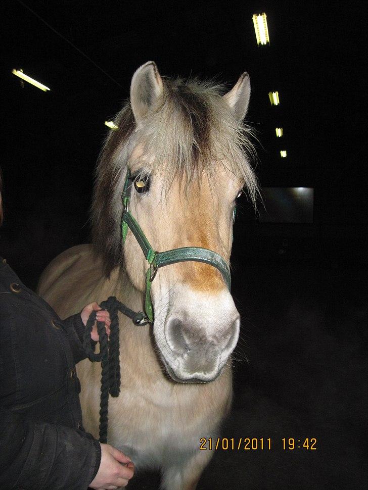 Fjordhest Indianna billede 5