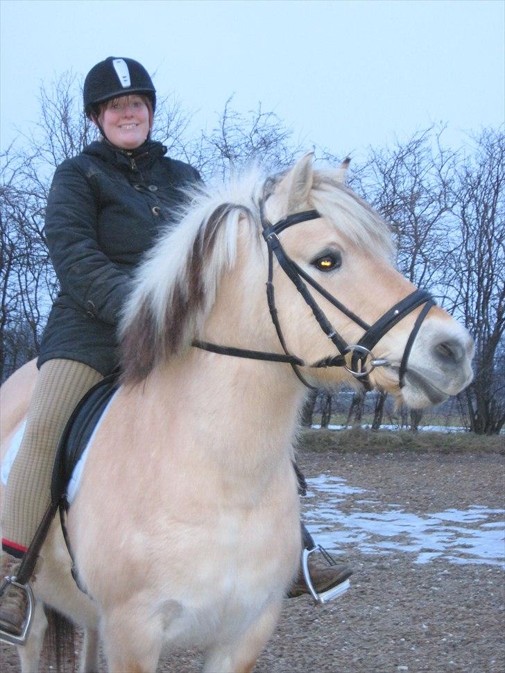 Fjordhest Indianna billede 6