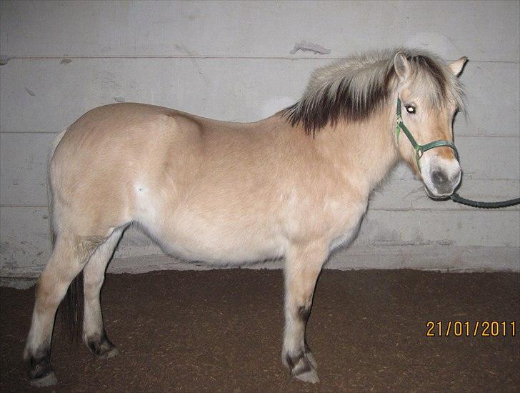 Fjordhest Indianna billede 7