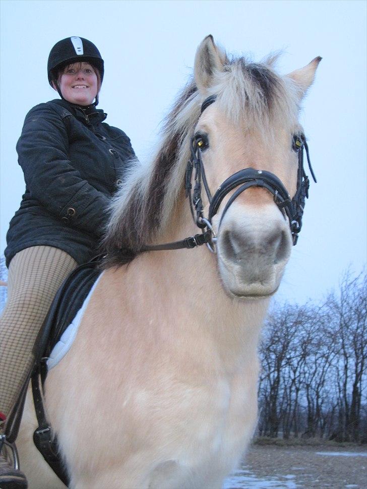 Fjordhest Indianna billede 8