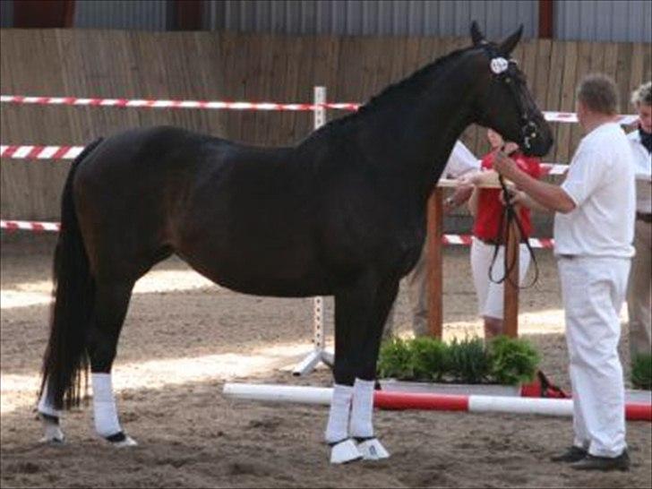 Oldenborg Top Touch - Toppen til kåring i 2009. billede 3