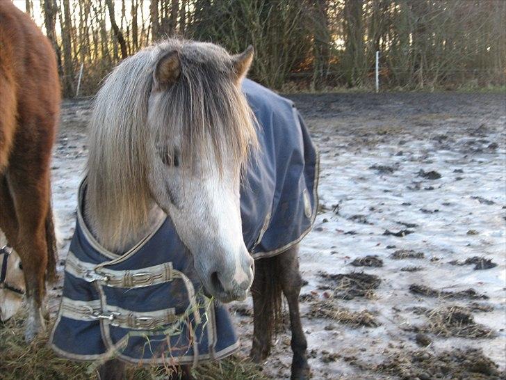 Welsh Mountain (sec A) Lærkegårdens Charm Boy billede 1