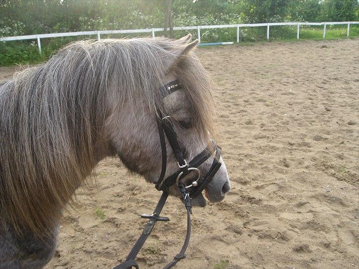 Welsh Mountain (sec A) Lærkegårdens Charm Boy billede 2