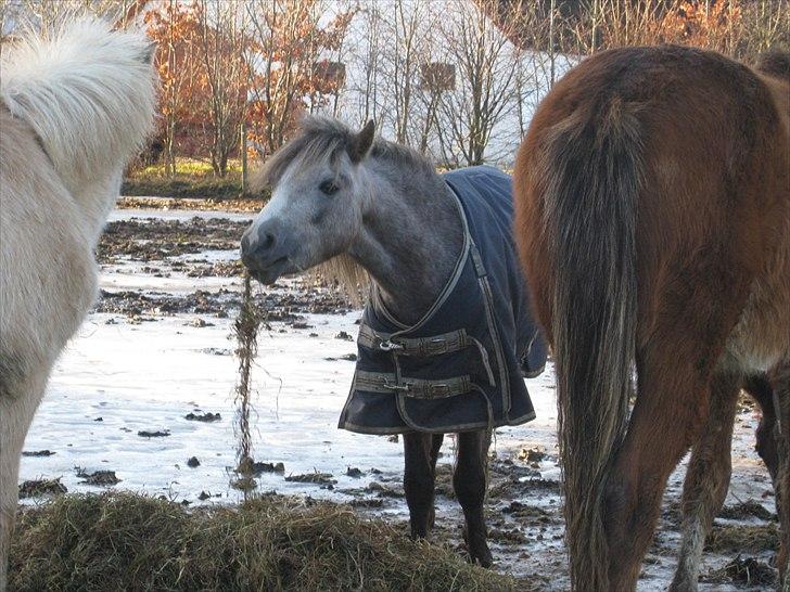 Welsh Mountain (sec A) Lærkegårdens Charm Boy billede 3