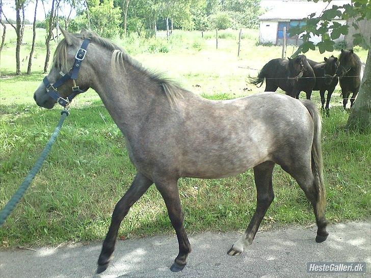 Welsh Mountain (sec A) Lærkegårdens Charm Boy billede 4