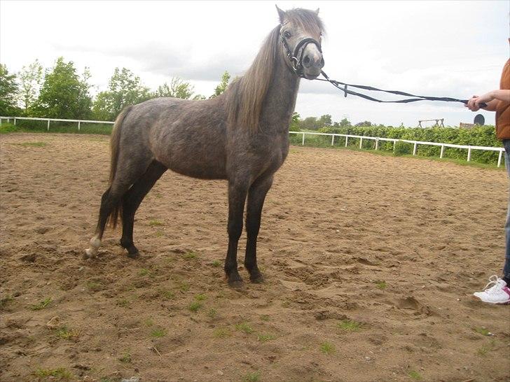 Welsh Mountain (sec A) Lærkegårdens Charm Boy billede 5