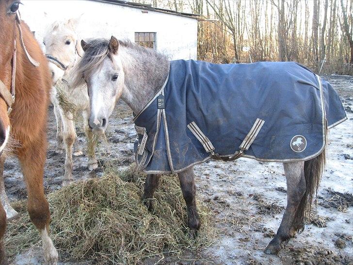 Welsh Mountain (sec A) Lærkegårdens Charm Boy billede 6