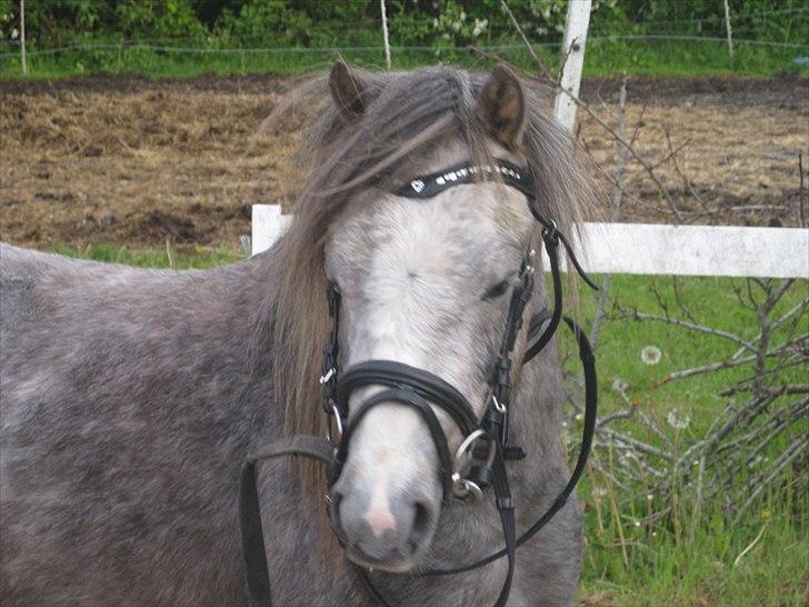 Welsh Mountain (sec A) Lærkegårdens Charm Boy billede 7