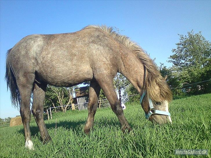 Welsh Mountain (sec A) Lærkegårdens Charm Boy billede 8