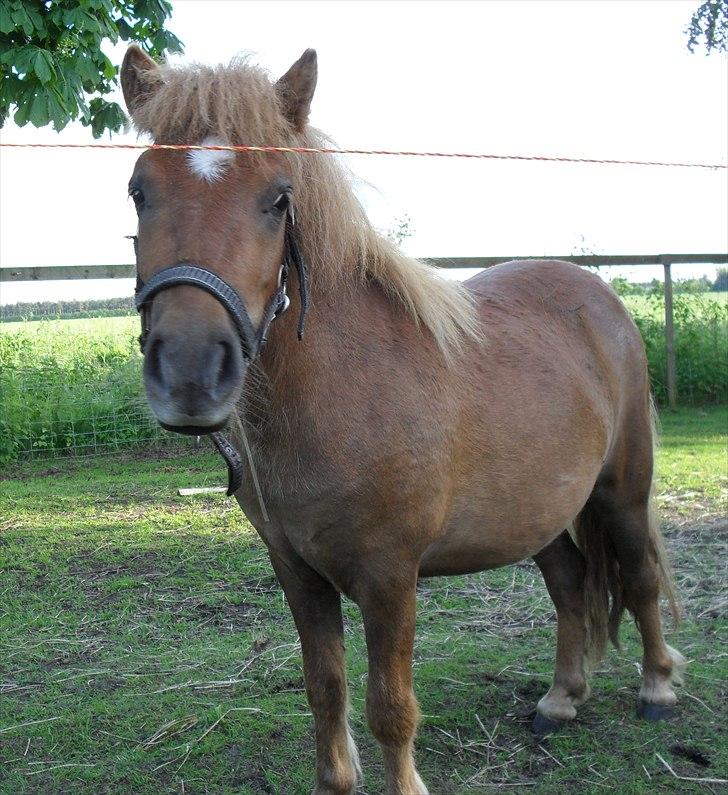 Shetlænder Bambi - Solgt billede 18