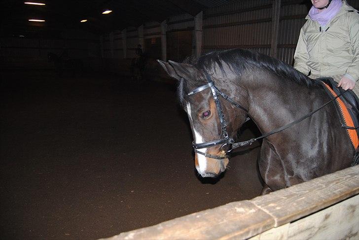 Holstener Loutiana B. [RIP] - Fine Loulou under ridning :D billede 10