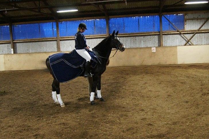 Holstener Loutiana B. [RIP] - Undskyld det er lidt mørkt. Pga. ridehuset. billede 4