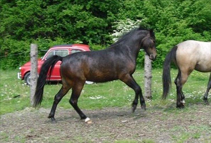 Anden særlig race Gamello Star***  billede 8