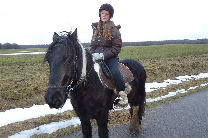 Irish Cob Charles X-part :( billede 12