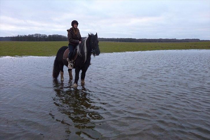 Irish Cob Charles X-part :( billede 13