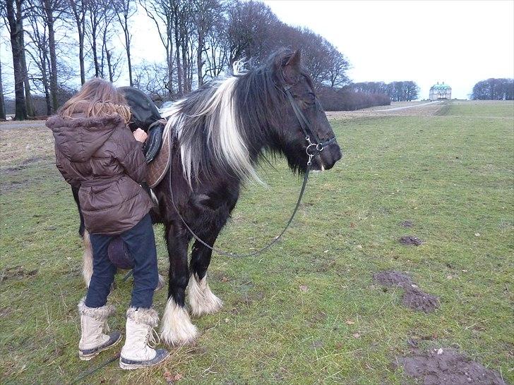 Irish Cob Charles X-part :( billede 15