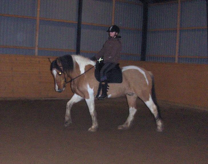 Irish Cob Crossbreed Bambie blue - jeg rider på bambie :) 15-1-2011 billede 10