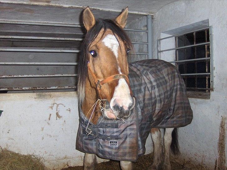 Irish Cob Crossbreed Bambie blue - han er da søøød :D billede 12