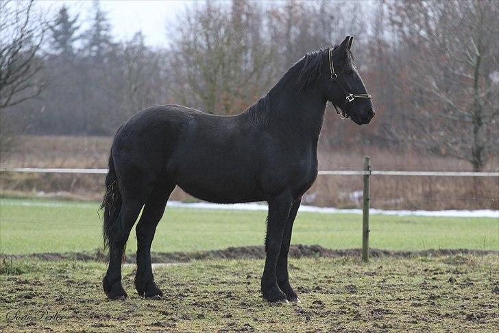Frieser Henrikje van de demoor billede 8