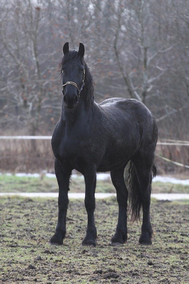 Frieser Henrikje van de demoor billede 9