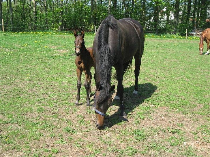 Oldenborg Top Touch - Toppen med Tusse 5 dage gammel maj 2010. billede 5