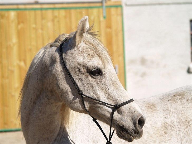 Arabisk fuldblod (OX) Pisaq O'shar solgt til Givhaab billede 1