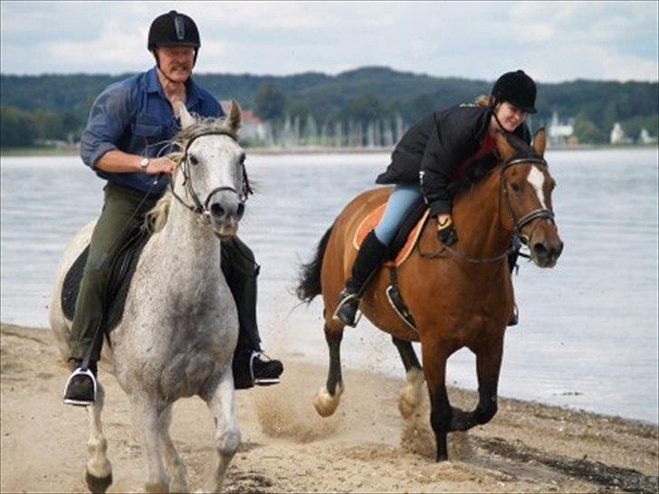 Arabisk fuldblod (OX) Pisaq O'shar solgt til Givhaab - Ved tidligere ejer . Tak for lån til Pia (: billede 2