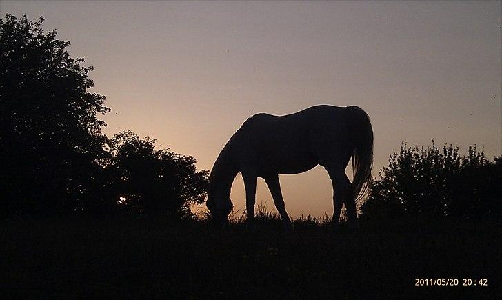 Arabisk fuldblod (OX) Pisaq O'shar solgt til Givhaab - Pisaq en aften i sibirien ( sommergræs) (: billede 5